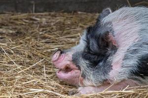 pink pig nose close up detail portrait photo