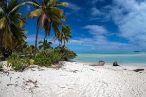 árbol de coco en la laguna maravillosa de la playa de polinesia foto