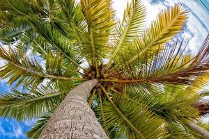 Coconut tree on polynesian tropical paradise beach photo
