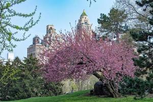 central park new york cherry blossom photo