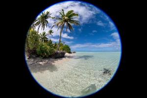 Coconut tree on polynesian tropical paradise beach photo