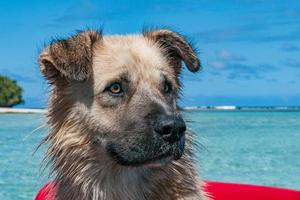 Dog portrait on tropical crystal polynesian sea background photo