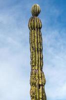 california giant desert cactus close up photo