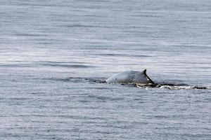 Fin whale damaged in ship collision propeller sign on body photo