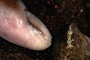 ultra small nudibranch close up macro with human finger detail in indonesia photo