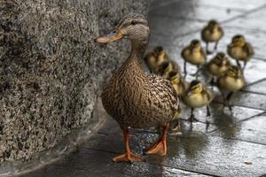 duck mother and puppy in a line crossing the street in washington photo