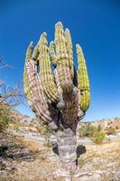 cactus gigante del desierto de california de cerca foto