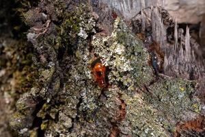 detalle de resina de ámbar natural de árbol de cerca foto