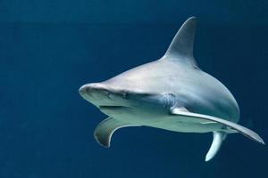 tiburón en el mar foto