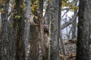 fallow deer in love season photo