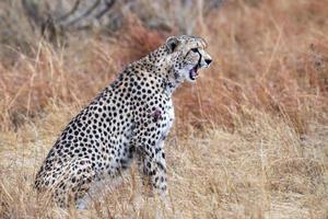 cheetah wounded in kruger park south africa photo