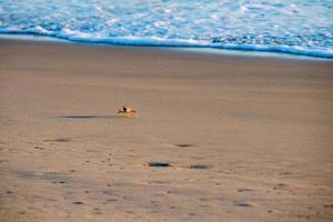 cangrejo naranja en la playa de arena del océano pacífico foto