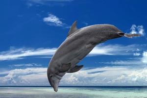 common dolphin jumping outside the ocean in the blue photo