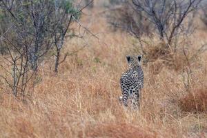 cheetah while hunting in kruger park south africa photo