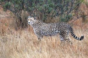 guepardo mientras caza en el parque kruger sudáfrica foto