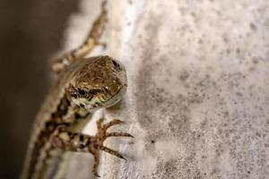 retrato de detalle de macro de lagarto europeo foto