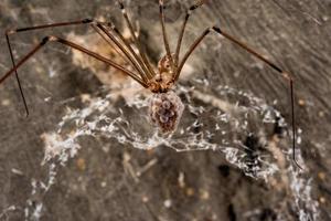 araña escupidora con huevos foto