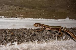 european lizard macro detail portrait photo