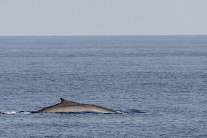 Fin whale damaged in ship collision propeller sign on body photo