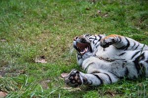 retrato de tigre de sumatra de cerca mientras te mira foto