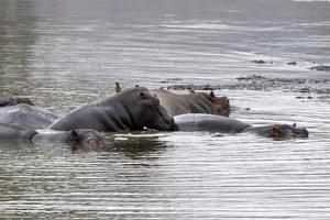 hippos in kruger park south africa photo