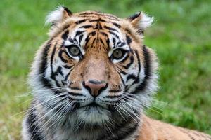 sumatra tiger portrait close up while looking at you photo