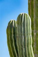 california giant desert cactus close up photo
