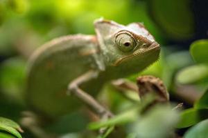 madagascar chamaleon on a tree background photo