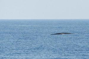 Fin whale damaged in ship collision propeller sign on body photo