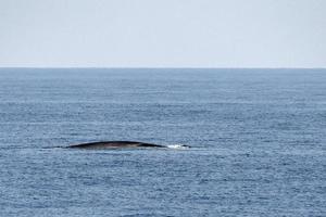 Fin whale damaged in ship collision propeller sign on body photo