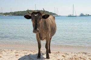A cow while walking on the beach full of tourist  during summertime photo