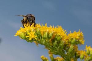 bee collecting pollen on yellow flower photo