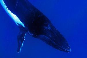 Humpback whales underwater going down in blue polynesian sea photo