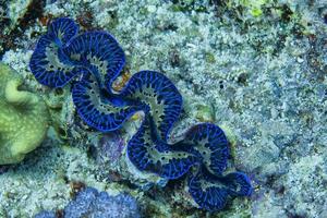 Blue color giant Tridacna clam underwater photo