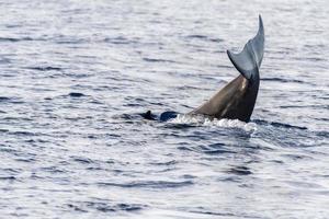 Rare Goose Beaked whale dolphin Ziphius cavirostris photo