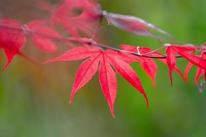 canadian maple leaf photo