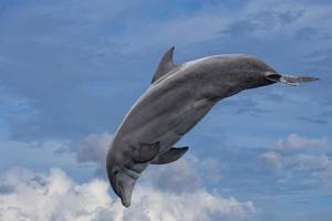 common dolphin jumping outside the ocean in the blue photo