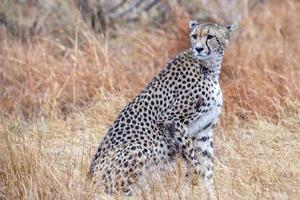 cheetah wounded in kruger park south africa photo