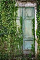 ivy covered old wooden door photo
