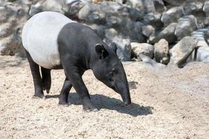 retrato de tapir malayo que viene hacia ti foto