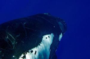 Humpback whales underwater going down in blue polynesian sea photo