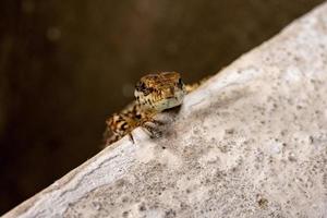 retrato de detalle de macro de lagarto europeo foto