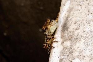 european lizard macro detail portrait photo