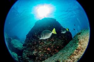 buceo en arrecifes coloridos bajo el agua en el mar de cortez de méxico foto