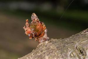 tree natural amber resin detail close up photo