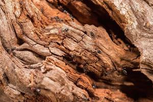 Red head ant honeypot Myrmecocystus close up macro photo