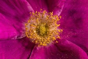 Poppy flower detail of velvet petals and yellow stamens and pollen photo