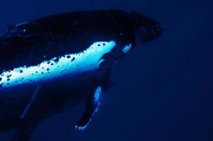 Humpback whales underwater going down in blue polynesian sea photo