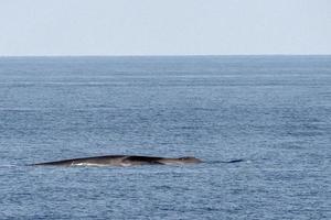 Fin whale damaged in ship collision propeller sign on body photo