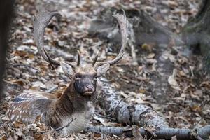 fallow deer in love season photo